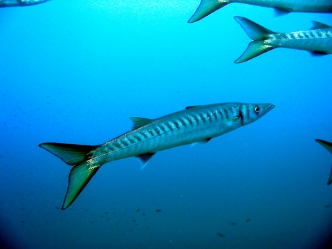 Barracuda al Circeo Sphyraena viridensis
